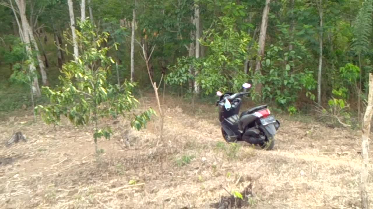pemandangan kebun kopi
