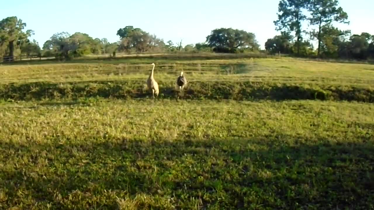 Mating Dance - Sandhill Crane