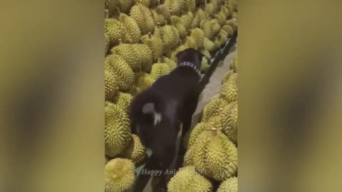 Funny animals - Funny cats / dogs