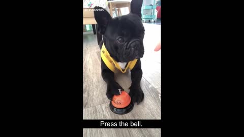 Tiktok Puppies | Cute and Funny Dog Videos Compilation 2021 🐶