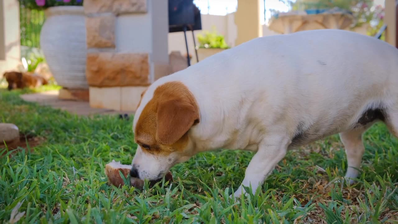 Dog short video dog shorts video dog video