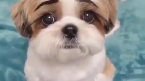 The puppy with makeup feels more handsome