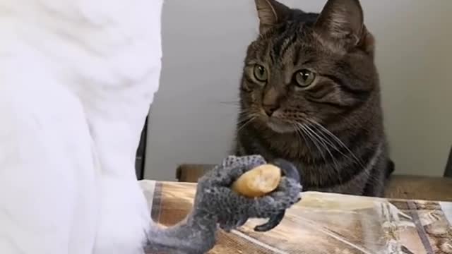 Parrot and cat are friends.