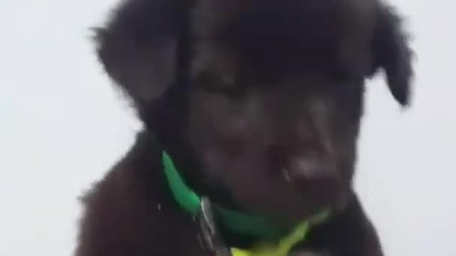 Look At My Cute Golden Puppy