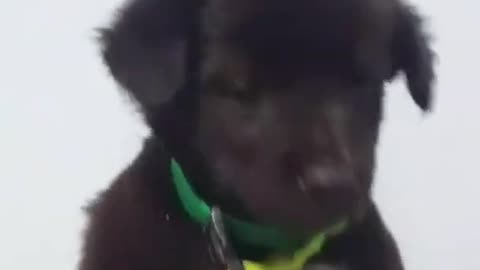 Look At My Cute Golden Puppy