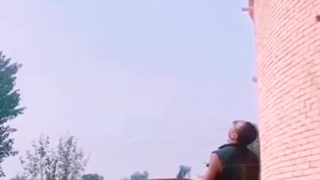 Training dogs video
