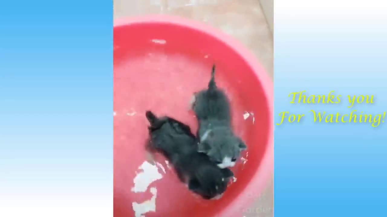 Cute and funny pets having a great times