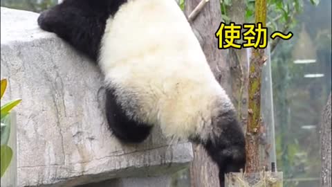 Daily life of panda