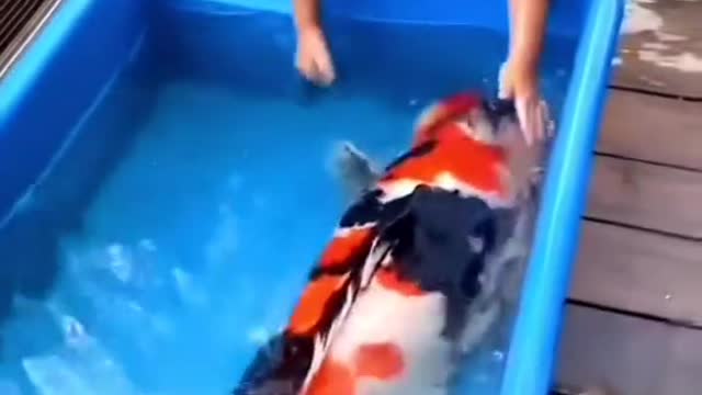 Dancing with the Giant Koi Fish