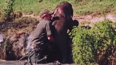 Man Saves Drowning Baby Elephant, Then The Herd Does Something Incredible!