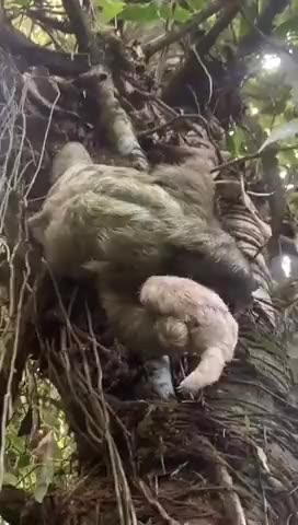 A sloth and her baby sloth