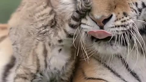 Cute baby tiger 💕♥️❤️😍😘🐯💖🐅🚼