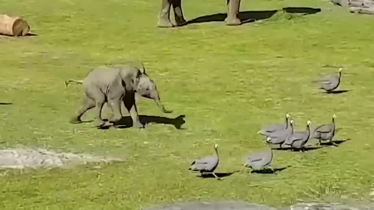 Cute Baby Elephant Trips While Playing With Birds