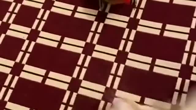 wonderful animals # cats # humorous and funny # hilarious