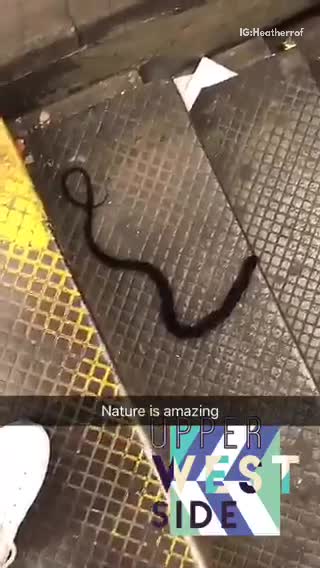 Pony tail found on stairs upper west side