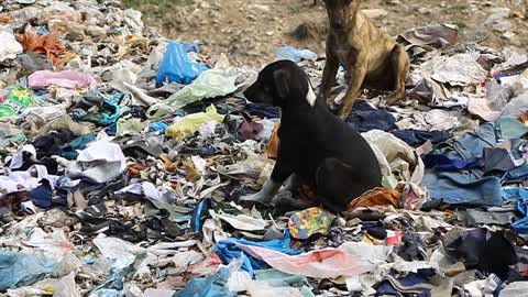 Very Dangerous place where these two puppy are playing at the edge of top mountain