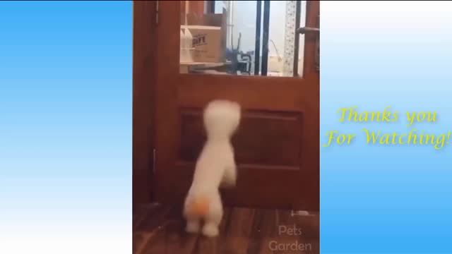 Cute cats cute pets