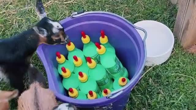 Cute goats drinking milk