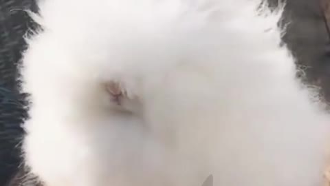 I'm fluffy