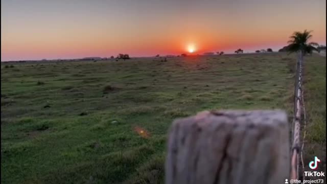 Amanecer llanero