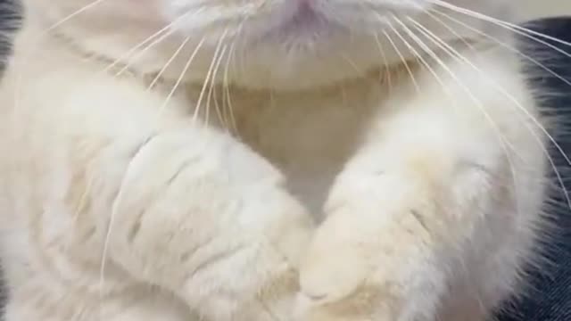 Cute 😘 Funny Animal Kids 😍 - Funny Cats videos - Pets #shorts - Try not to Laugh videos Funny videos