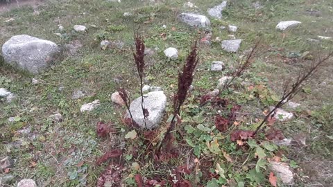 VIEWS FROM THE PLATEAU-77