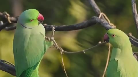 Wildlife's & Funs