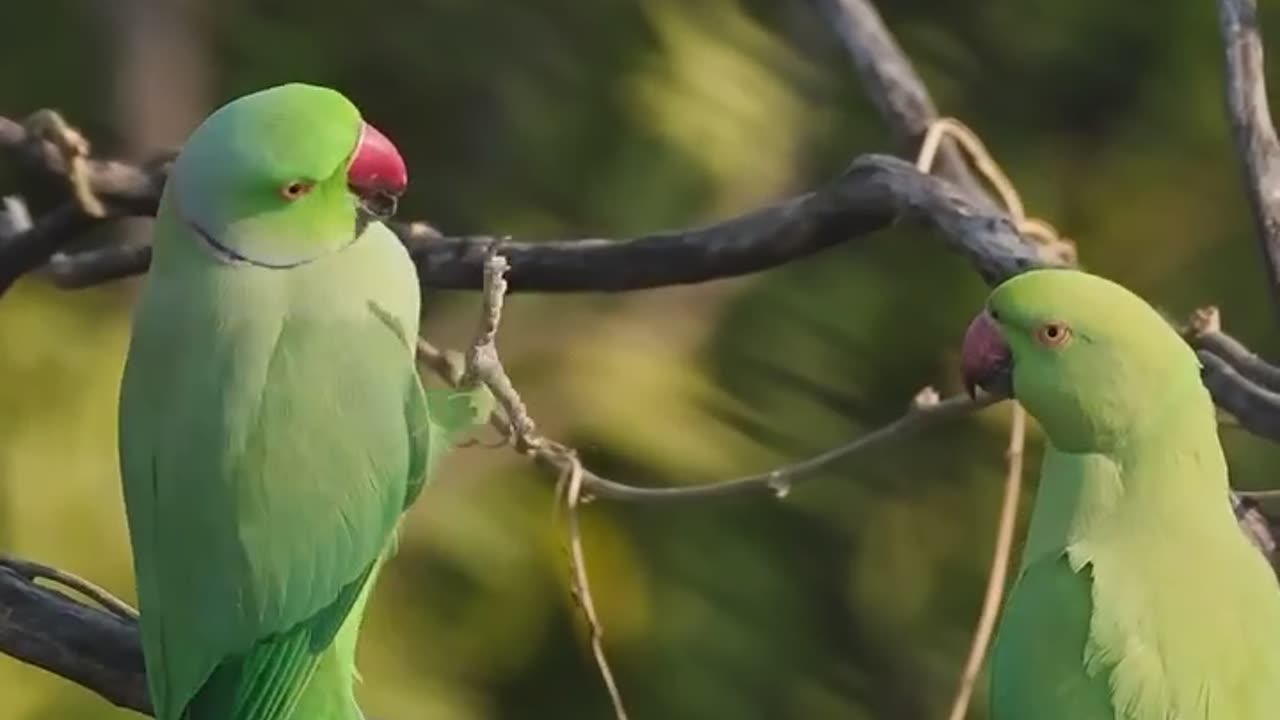 Wildlife's & Funs