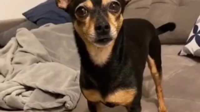 SOO FUNNY - SCARED DOG