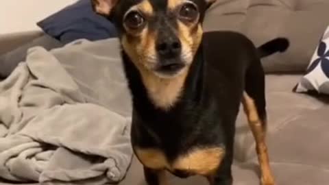 SOO FUNNY - SCARED DOG