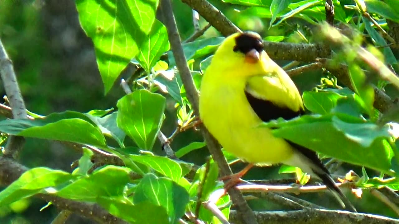 American Goldfinches