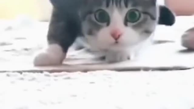 Cat Dancing video #cat #funniestcats #Dance