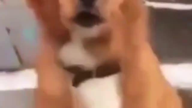 Funny and amazing dog's 😂 no laugh
