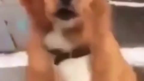 Funny and amazing dog's 😂 no laugh