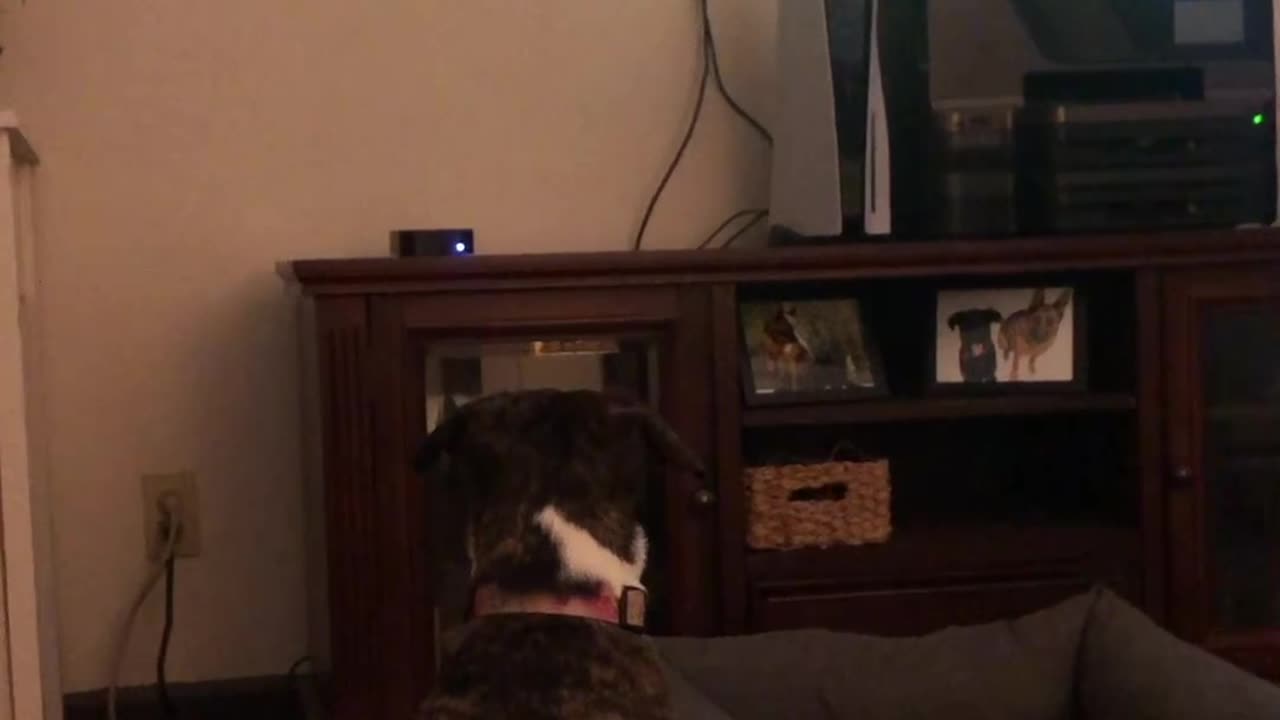 Dog intently watches tv