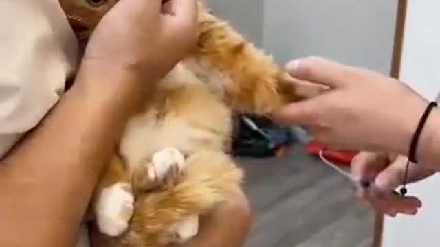 Medicine For Cute Ginger Cat