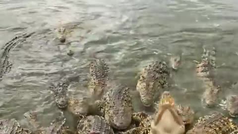 Crocodile video