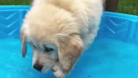 🙏❤️🎉🎉🎉🎊🎊🎊️SWEET AND FUNNY ANIMALS SHOTS 🙏❤️❤️🎉🎉🎉🎊🎊🎊