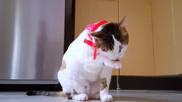 Cute funny cat playing.