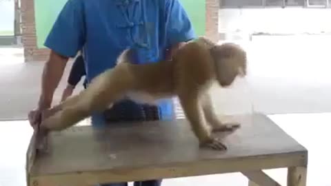 Funny Things | Funny Videos | Ultimate Monkey Workout! Epic Funny Video