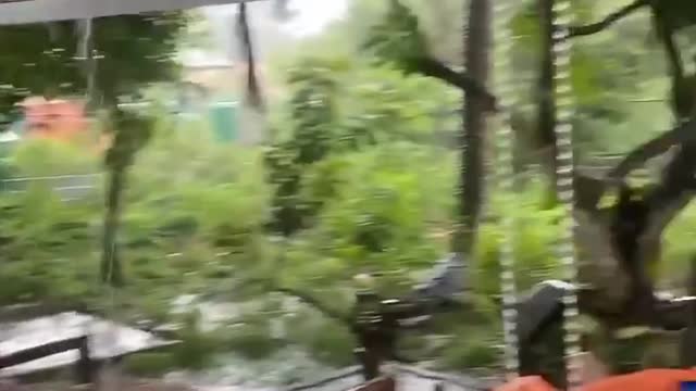 Rain with Thunderstorms