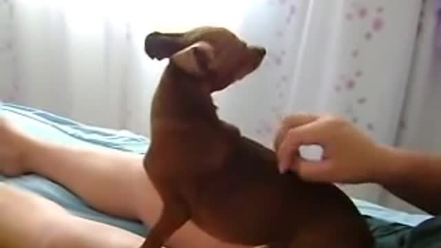 funny dog,cute dog