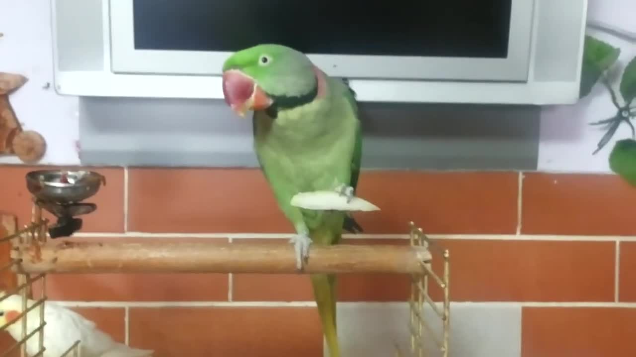 Parrot eating marijuana cupcake.