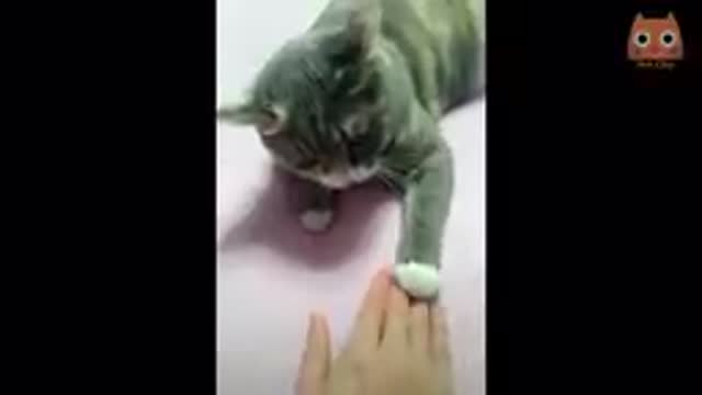 Dancing cats that will make you laugh