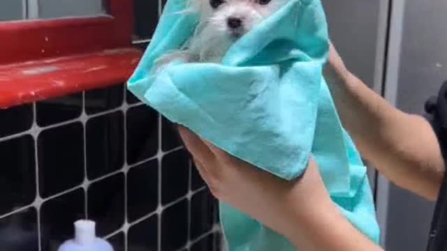 Little cute cross-dressing video,#cute#cute pet#pomei