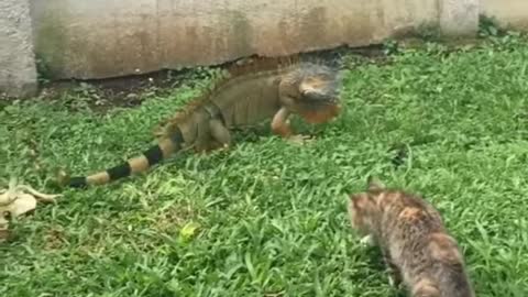 Angry iguana on cat takes off with this person's sandal