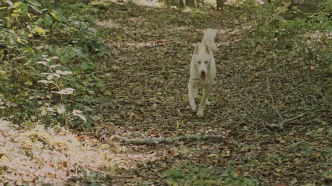 Dog trotting in the woods