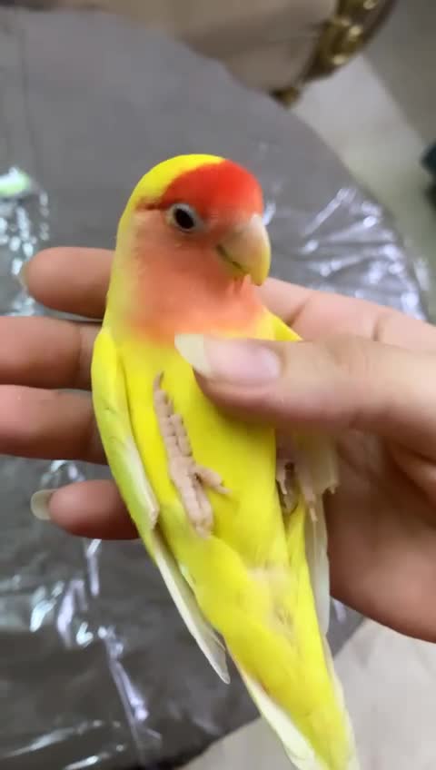 very beautiful bird