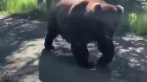 Big Bear encounter