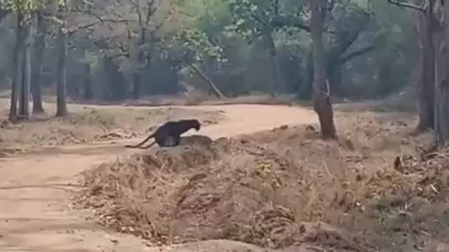 Tadoba's famous blackie was found mating